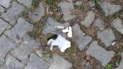 Kepez’de vahşet: Sokak kedisi parçalanmış halde bulundu