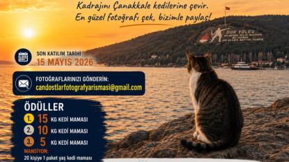 Çanakkale’de Kediler Objektifin Merkezinde: Fotoğraf Yarışması Başladı